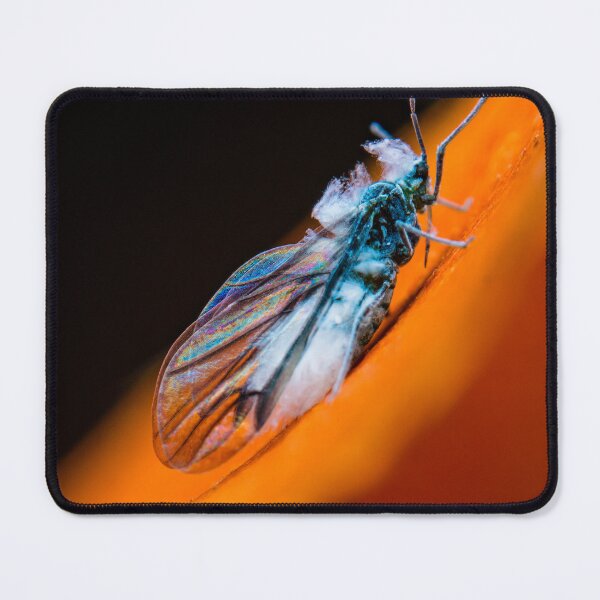 Item preview, Adult Woolly Aphid - Eriosomatinae designed and sold by AronsTinySafari.