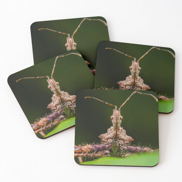 Item preview, Insecto asesino - Sinea Harpactorinae designed and sold by AronsTinySafari.