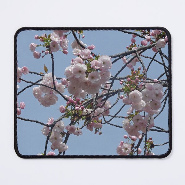 Item preview, Pink cherry blossoms in Osaka designed and sold by cuisinecat2.