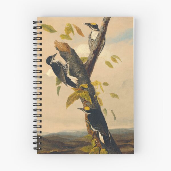 Item preview, Black-Backed Three-Toed Woodpecker | Joseph Bartholomew Kidd | 1833 Bird Art designed and sold by CJET.