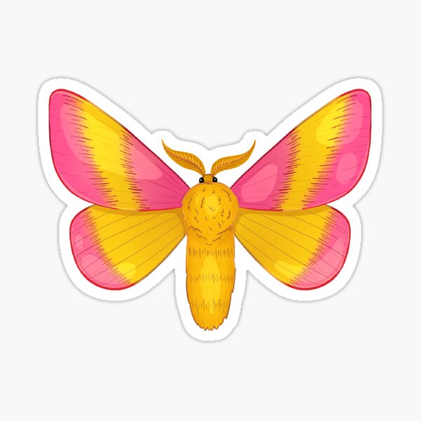 Stock Art Drawing of a Rosy Maple Moth