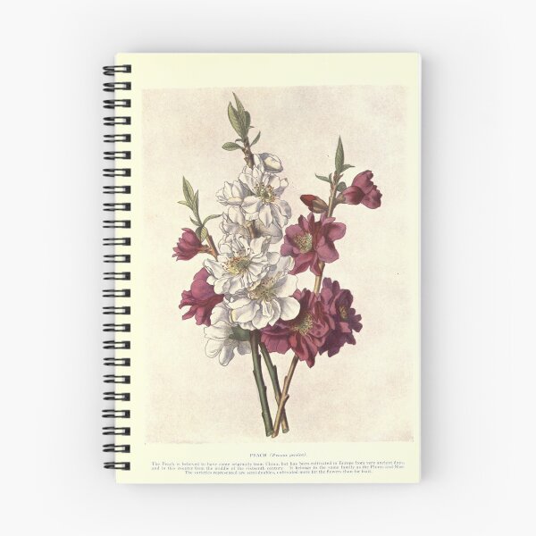 Aperçu de l'œuvre Fleur de pêcher - Prunus persica créée et vendue par AlleghenyDesign.