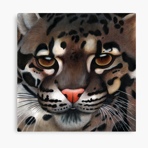 Animalia: Clouded Leopard Canvas Print
