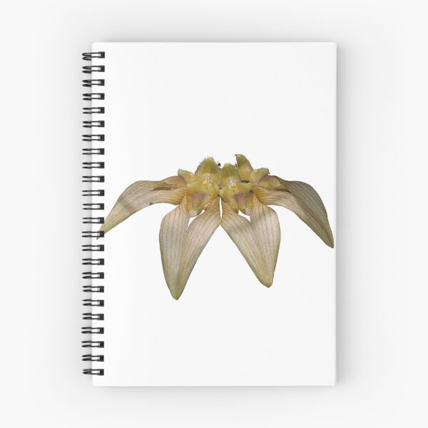 Item preview, Bulbophyllum annandalei Orchid designed and sold by Floral-Art.