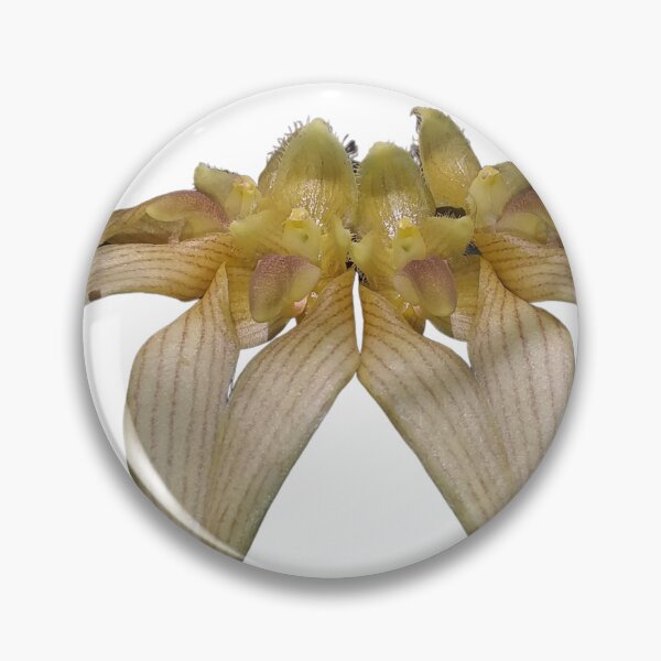 Item preview, Bulbophyllum annandalei Orchid designed and sold by Floral-Art.