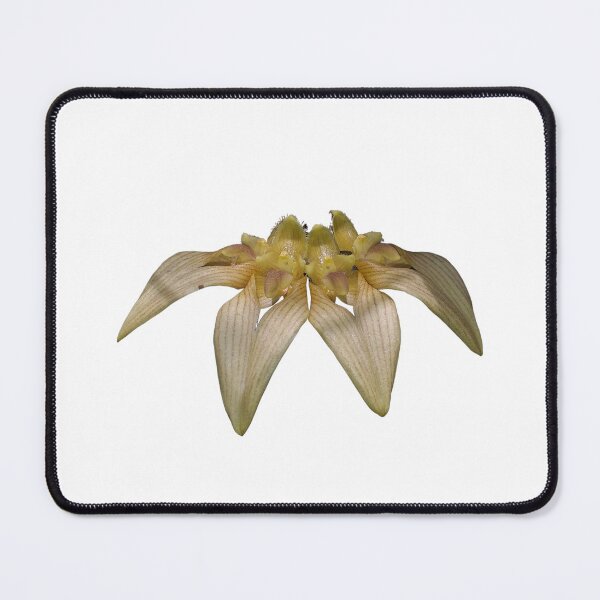 Item preview, Bulbophyllum annandalei Orchid designed and sold by Floral-Art.