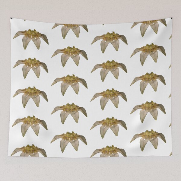 Item preview, Orquídea Bulbophyllum annandalei designed and sold by Floral-Art.