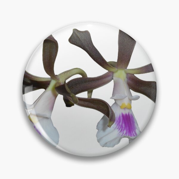 Item preview, Encyclia cordigera orchid designed and sold by Floral-Art.