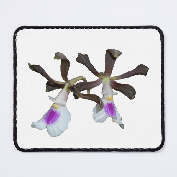 Item preview, Encyclia cordigera orchid designed and sold by Floral-Art.