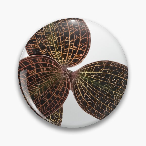 Item preview, Macodes lowii Jewel Orchid designed and sold by Floral-Art.