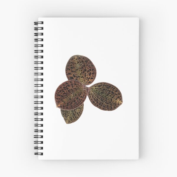 Item preview, Macodes lowii Jewel Orchid designed and sold by Floral-Art.