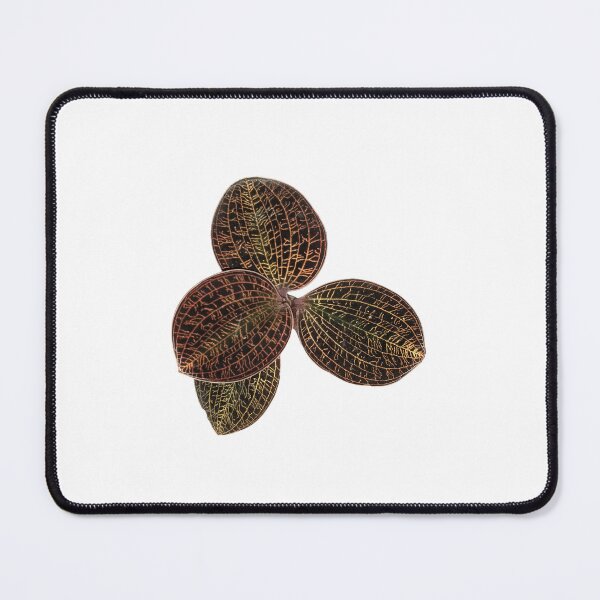 Item preview, Macodes lowii Jewel Orchid designed and sold by Floral-Art.