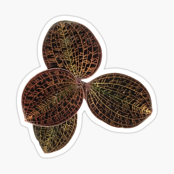 Item preview, Macodes lowii Jewel Orchid designed and sold by Floral-Art.