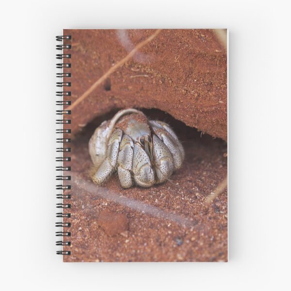 Item preview, hermit crab - roebuck bay designed and sold by col hellmuth.