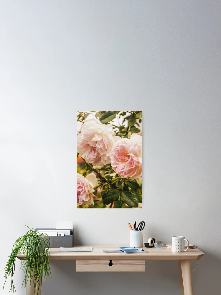 Thumbnail 2 of 3, Poster, Pink Roses designed and sold by ncbennett.