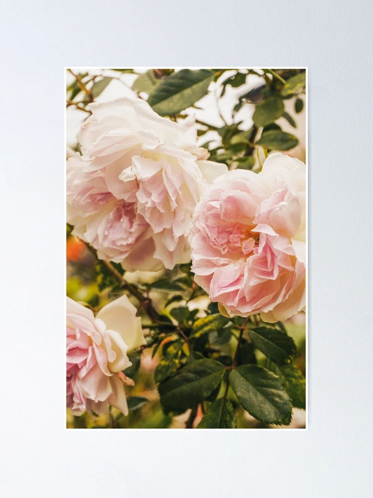 Thumbnail 1 of 3, Poster, Pink Roses designed and sold by ncbennett.