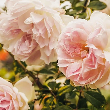 Artwork thumbnail, Pink Roses by ncbennett