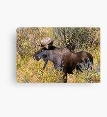 Like My Goatee? Canvas Print
