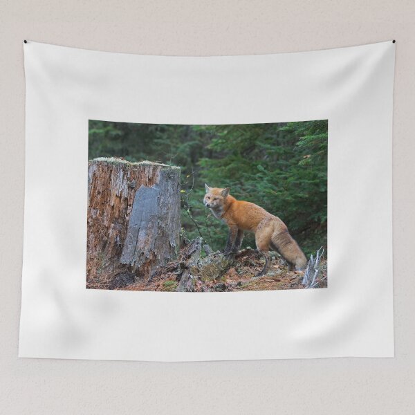 Item preview, Red fox in Algonquin Park designed and sold by James Cumming.