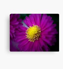 Aster Light Canvas Print