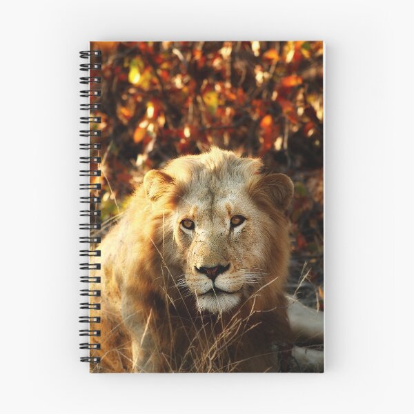 Item preview, Kruger National Park, South Africa. 2009 I designed and sold by Didi Bingham.