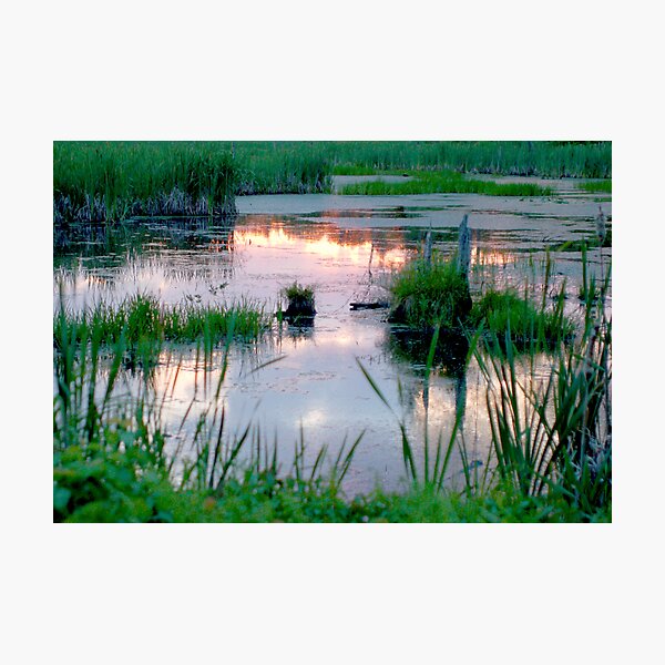 mountain swamp reflection Photographic Print