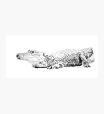 Alligator No.1 Photographic Print