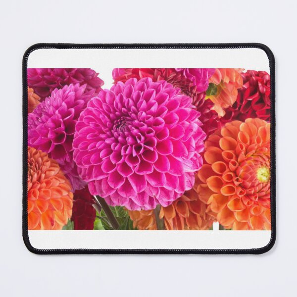 Item preview, Dahlia Plant flower designed and sold by sbrstore.