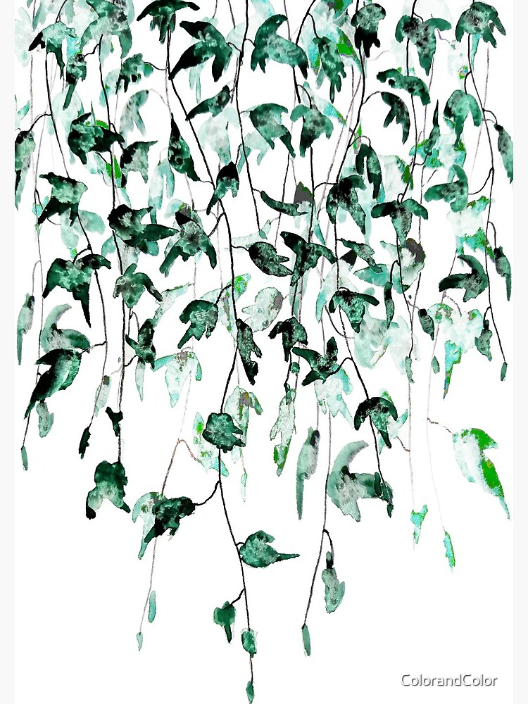 Ivy on the wall watercolor by ColorandColor