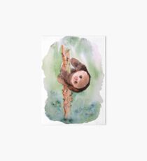Baby-Faultier Galeriedruck