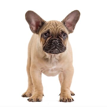 Cute French Bulldog with big ears