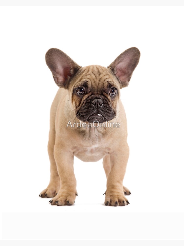 French fashion bulldog big ears