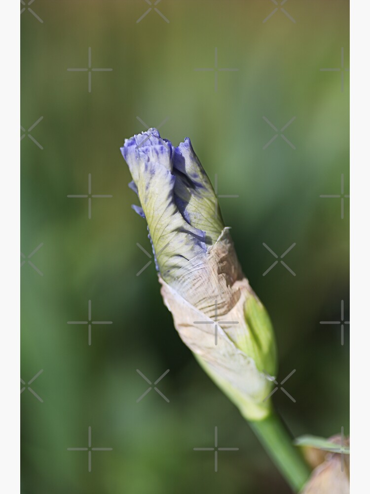 "Iris Flower Blue Shades" Sticker for Sale by bubbleblue Redbubble