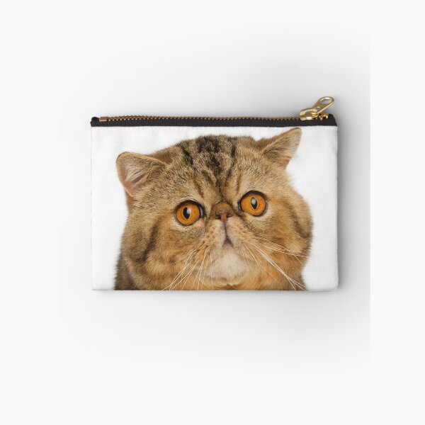 Item preview, Exotic Shorthair cat with big yellow eyes designed and sold by ArdeaOnline.