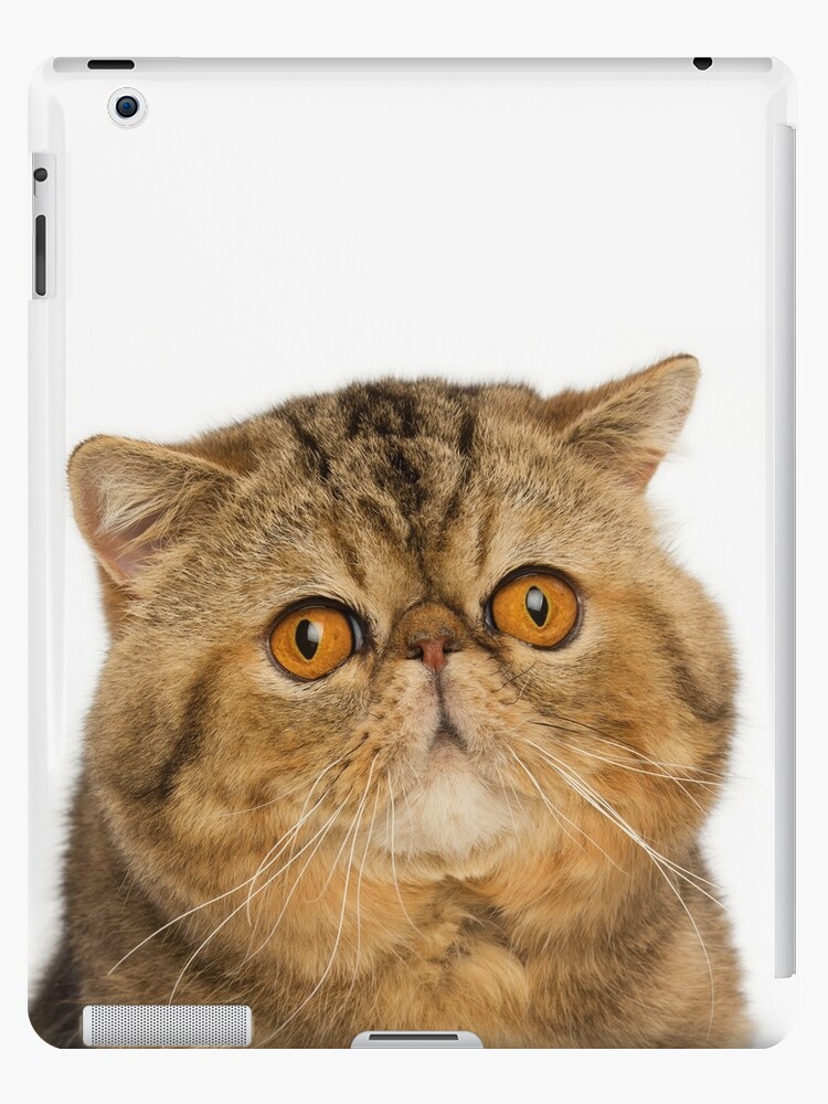 Exotic Shorthair Cat With Big Yellow Eyes Ipad Case Skin By