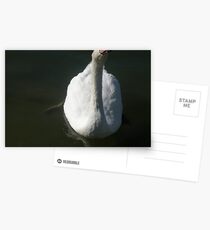 Swan checking me out! Postcards
