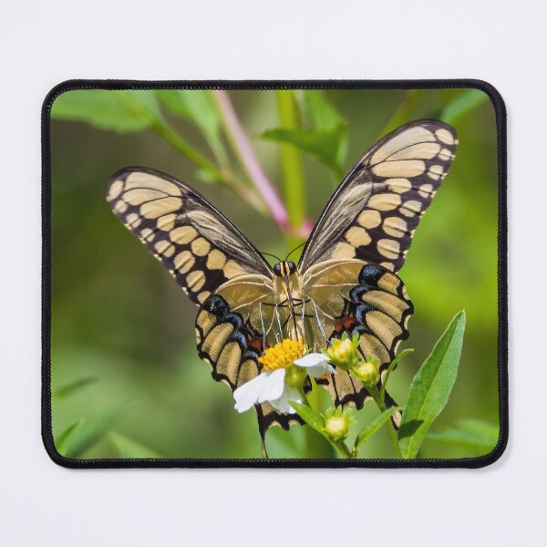 Item preview, Giant Swallowtail Butterfly 220905 designed and sold by Roland McCoy.