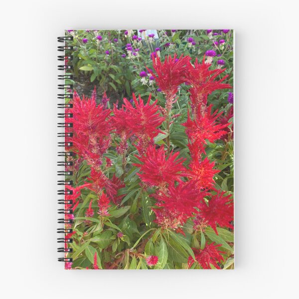 Item preview, Bank of Red Cockscomb Flowers designed and sold by Sinemathk.