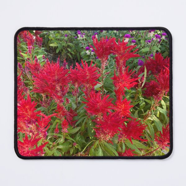 Item preview, Bank of Red Cockscomb Flowers designed and sold by Sinemathk.