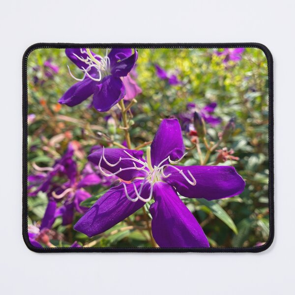Item preview, Purple Melastoma Candidum Flowers designed and sold by Sinemathk.