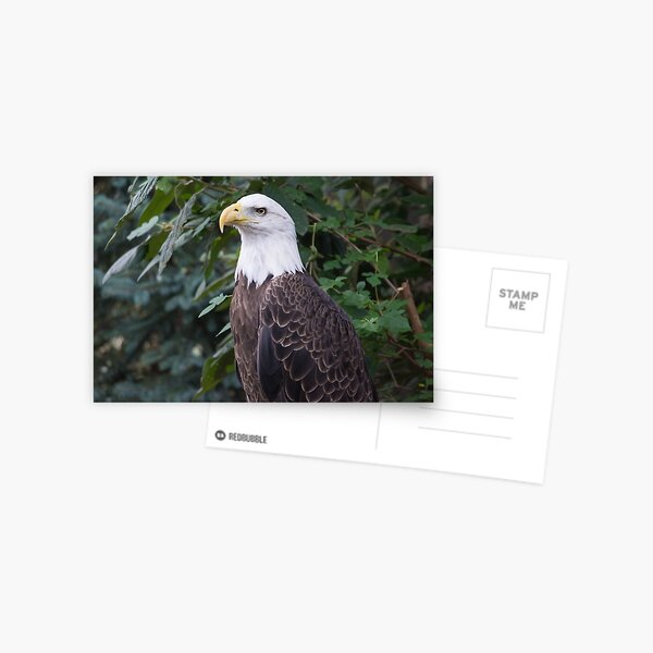 American Bald Eagle Postcard