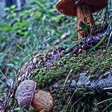 Artwork thumbnail, Foraging by TimConstable