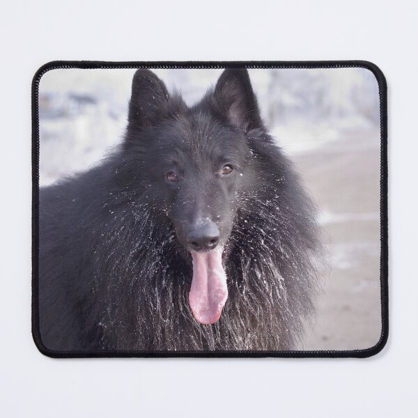 Item preview, Belgian Shepherd Groenendael Close-Up designed and sold by ArtbyDanya.