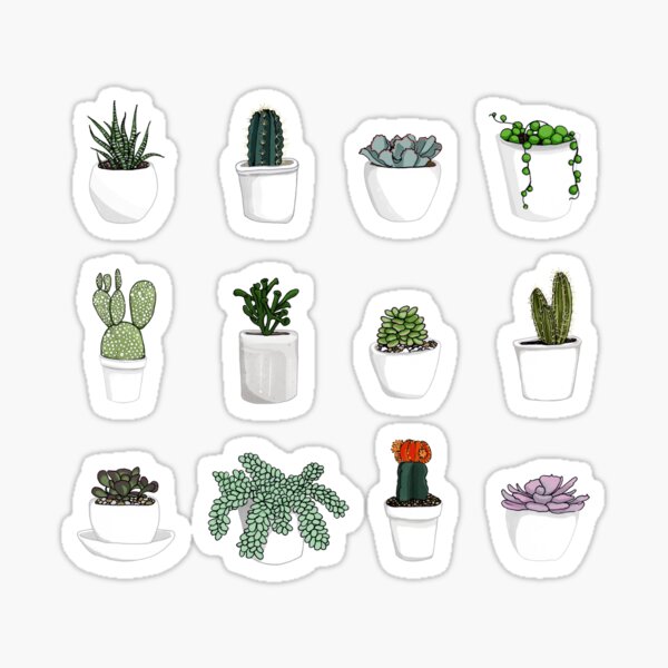 Succulents Sticker for Sale by katherineblower