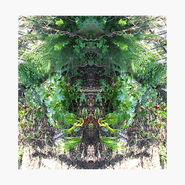 Northcote Community Gardens Fantasy 3 Photographic Print