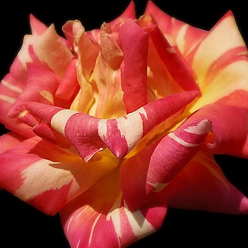 Artwork thumbnail, Raspberry Ripple by Christine Lake