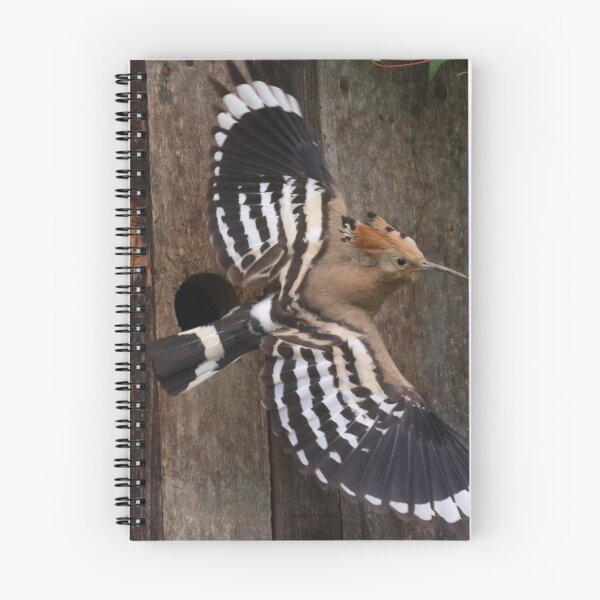 Item preview, Hoopoe In Feuersbrunn, Lower Austria designed and sold by Mythos57.