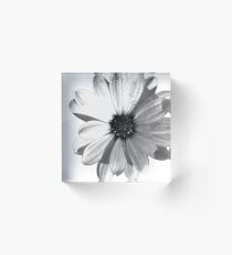 Black and White Daisy Acrylic Block