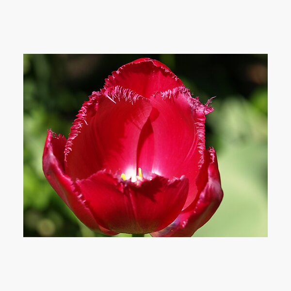 Item preview, Tulip and Lace - untouched designed and sold by robynls.