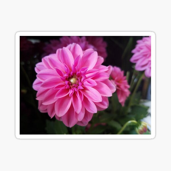 Item preview, Pink Dahlia designed and sold by Katdittmer98.